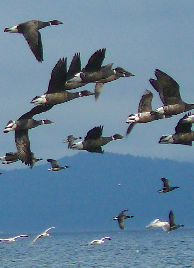 Emperor geese in alaska